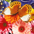 Butterfly Fluttering Puzzle APK