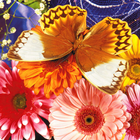 Butterfly Fluttering Puzzle أيقونة