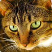 Cat Favourite Puzzles icono