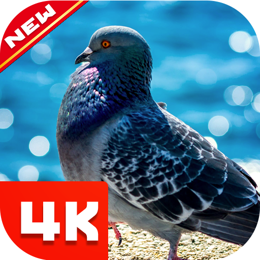 Pigeon Wallpaper