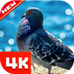 Pigeon Wallpaper