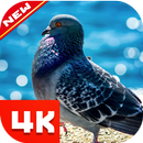 Fond d'écran Pigeon APK