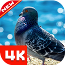 Pigeon Wallpaper aplikacja