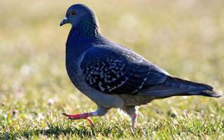 Fond d'écran Pigeon capture d'écran 3