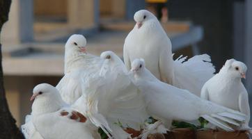 Fond d'écran Pigeon Affiche