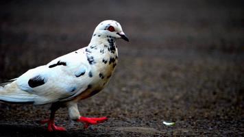 Fond d'écran Pigeon capture d'écran 1