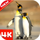 Fonds d'écran Penguin icône