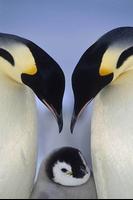 2 Schermata carta da parati pinguino