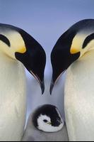 pinguim Wallpapers imagem de tela 2