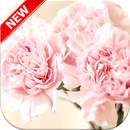 Carnation Wallpaper HD APK