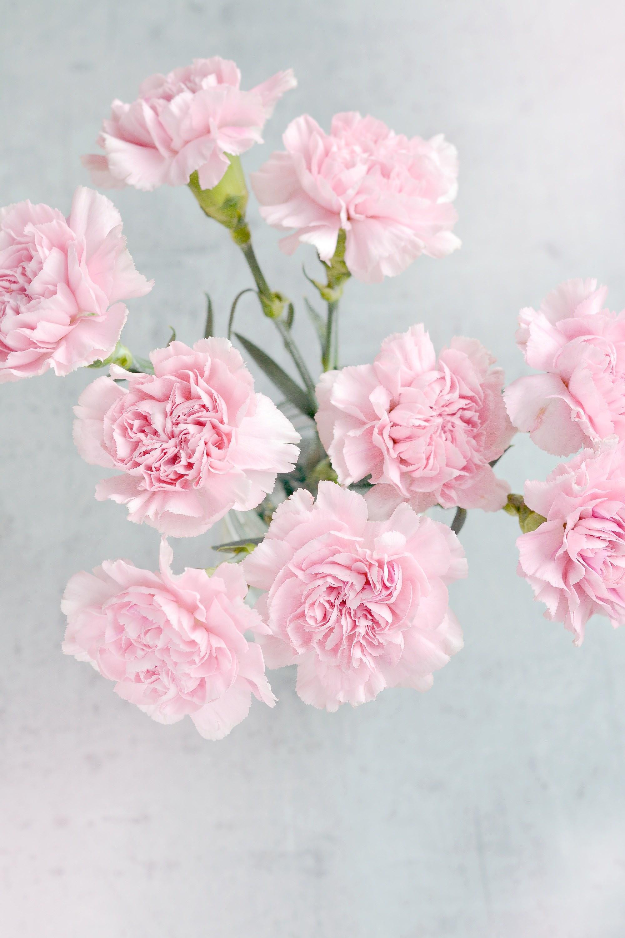 Carnation Wallpaper Hd For Android Apk Download