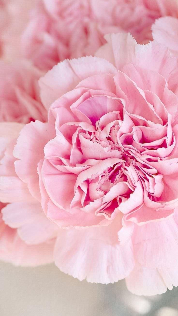 Carnation Wallpaper Hd For Android Apk Download