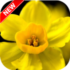 Daffodil Wallpaper 4K أيقونة