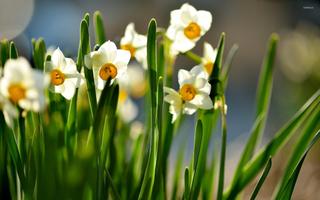 Daffodil Wallpaper 4K 截圖 3