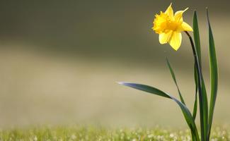 Daffodil Wallpaper 4K 截圖 1