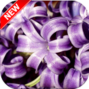 Hyacinth Wallpaper HD APK