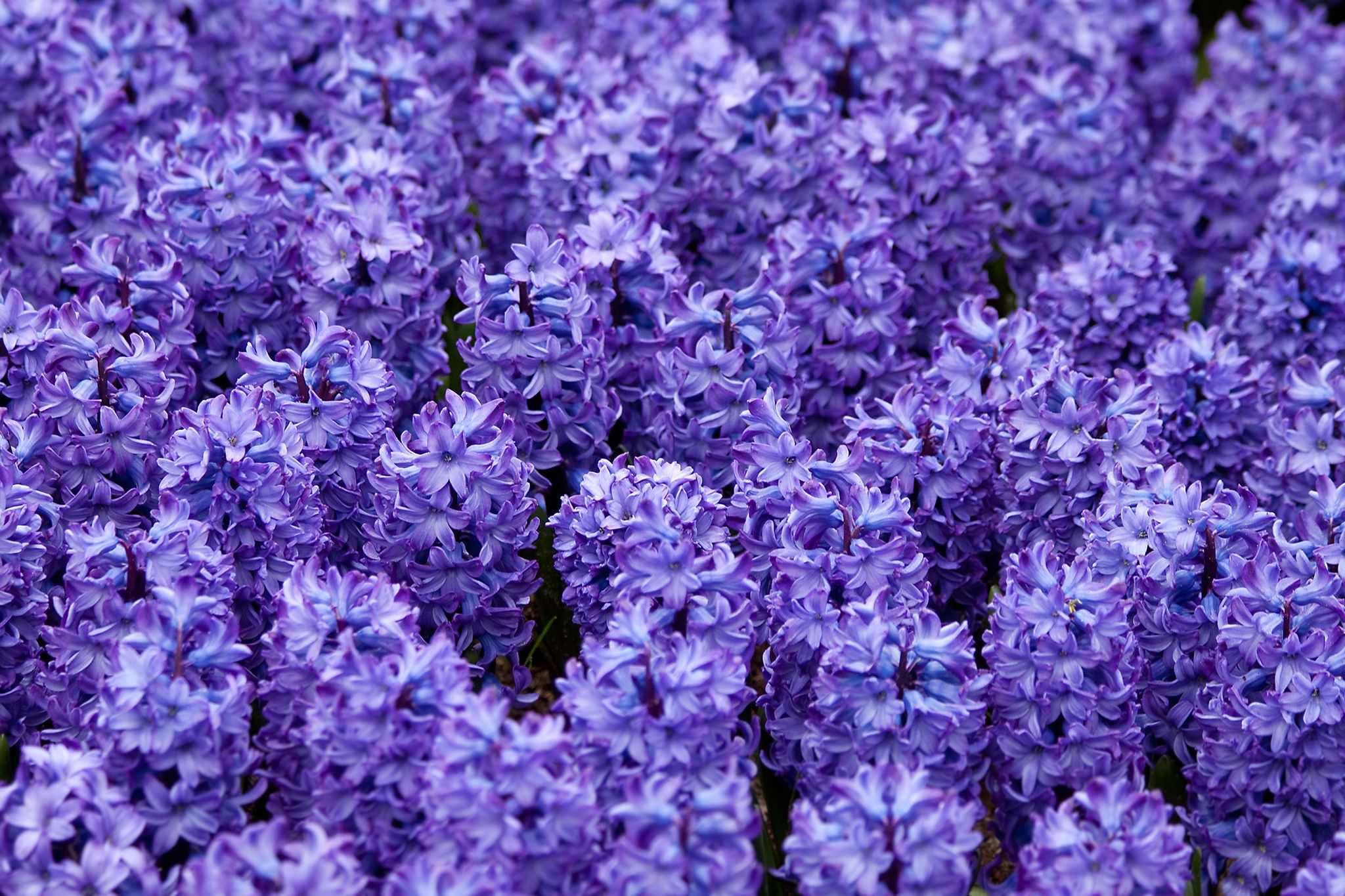 Породы фиолетовых цветов. Дельфиниум фиолетовый. Гиацинт сиреневый. Сиреневые цветы. Фиолетовые цветы.