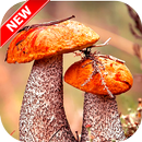 Mushroom Wallpaper 4K APK