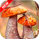 Mushroom Wallpaper 4K aplikacja