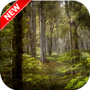 Forest Wallpapers APK
