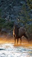 Moose Wallpapers পোস্টার