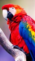 Parrot Wallpapers โปสเตอร์