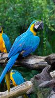 Parrot Wallpapers ภาพหน้าจอ 1