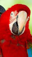 Parrot Wallpapers ภาพหน้าจอ 2