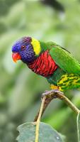Parrot Wallpapers ภาพหน้าจอ 3