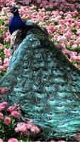 Peacock Wallpaper poster