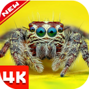 Fonds d'écran spider APK