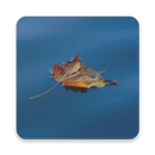 Dry Leaf Wallpaper icon