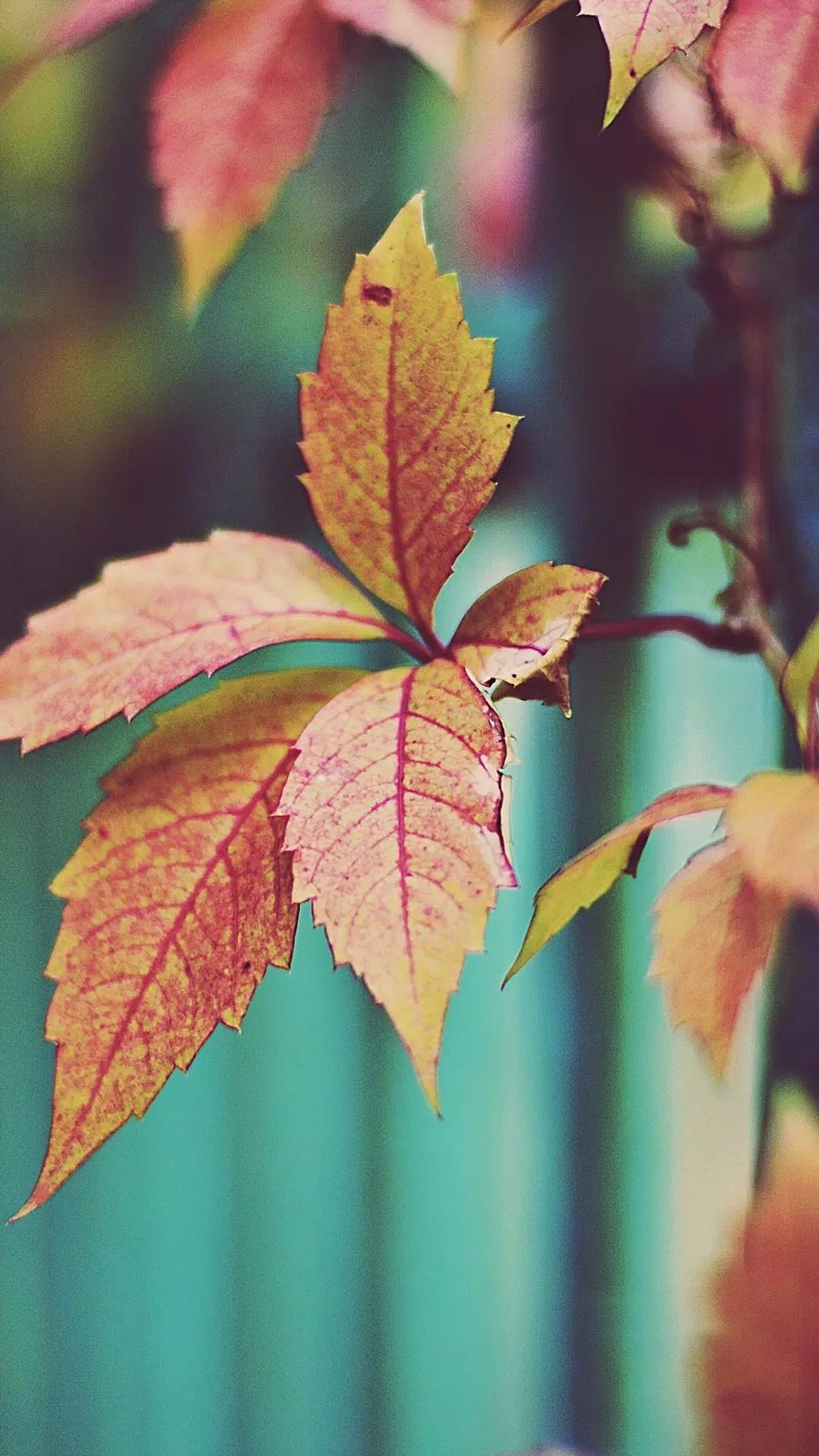 Dry Leaf Wallpaper Best HD APK for Android Download Dry Leaf Wallpaper Best HD APK for Android Download