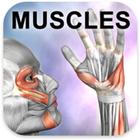 Learn Muscles: Anatomy icono