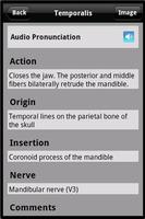 Learn Muscles: Anatomy capture d'écran 3