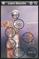 Learn Muscles: Anatomy poster