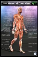 Learn Muscles: Anatomy captura de pantalla 1