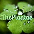 The Plantae