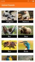 Animal sounds bài đăng