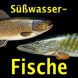 Europäische Süßwasserfische