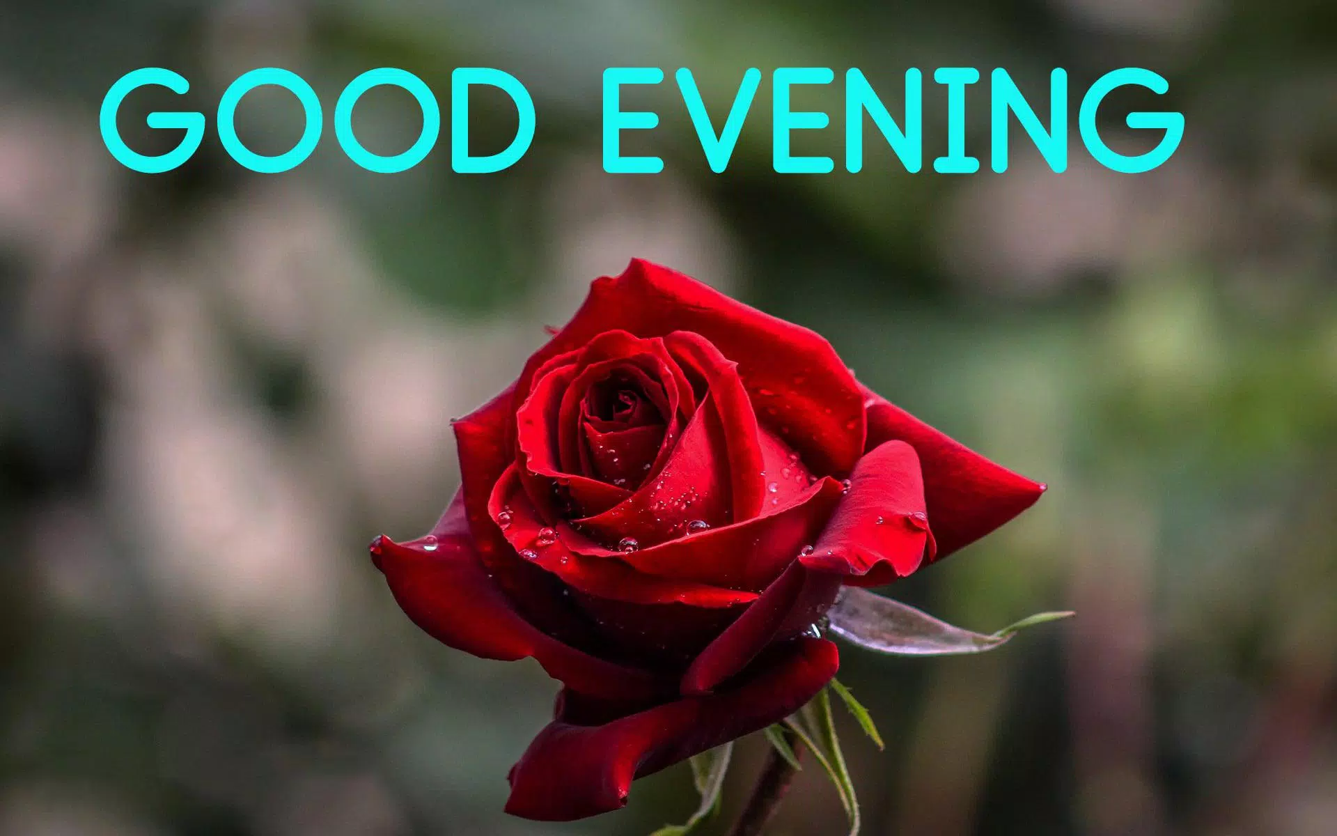 Good evening messages and images Gif APK for Android Download Good evening messages and images Gif APK for Android Download