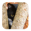 Finde die Katze APK