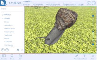 Animais invertebrados โปสเตอร์