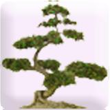 Mindful Attitude icon