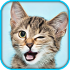 Cat Pet Simulator Online Sim APK