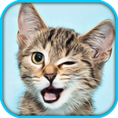 Cat Pet Simulator Online Sim APK
