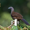 O Canto De Aracuã