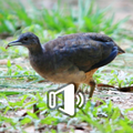 Canto Do Jaó Preta