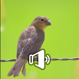 Canto Fêmea de Bigodinho HD