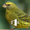 Timbrado Español